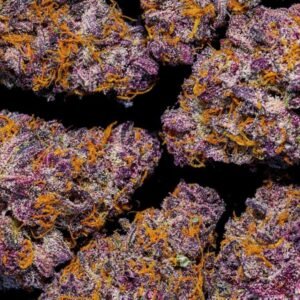 Critical Purple Kush