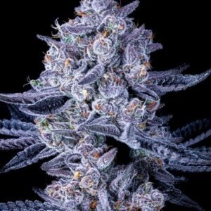 Early Skunk