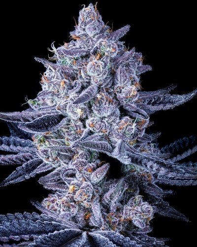 early-skunk