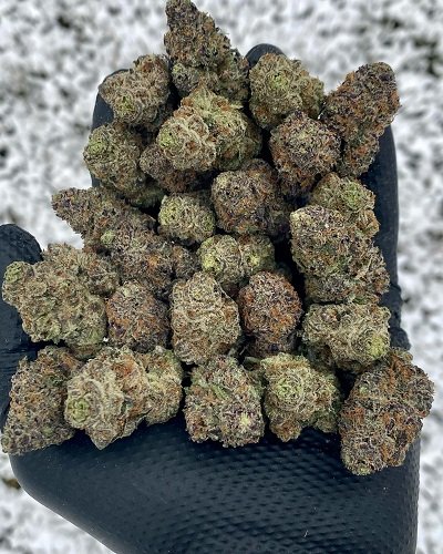 ghostbudstersfarm-20210123-0001