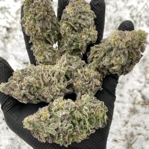 Aurora Indica