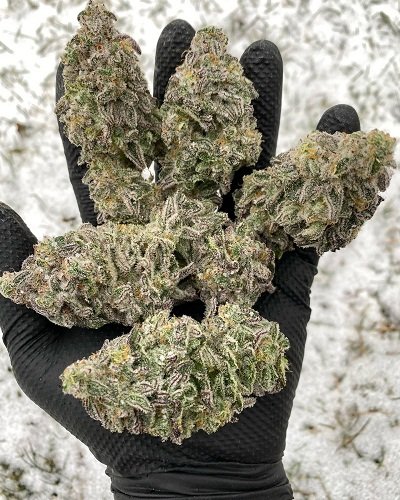 ghostbudstersfarm-20210123-0011