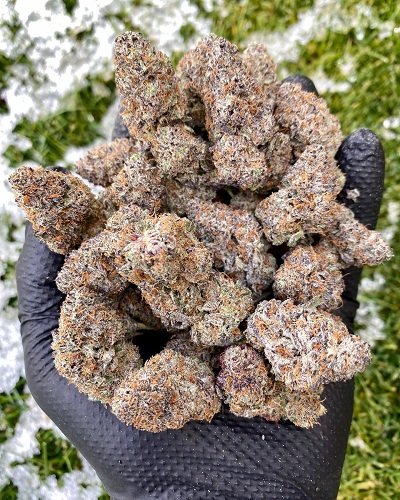 ghostbudstersfarm-20210123-0014