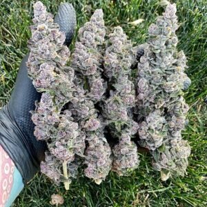 Cherry Pie kush