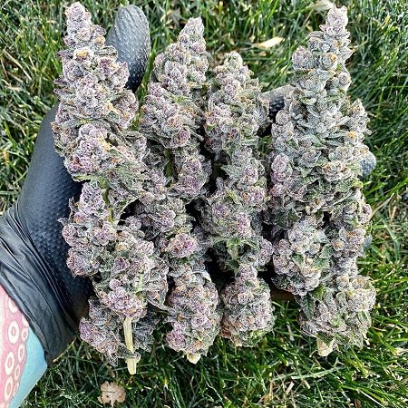 ghostbudstersfarm-20210123-0017