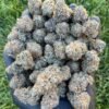 Blue Berry
