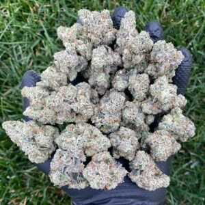 G13 Cannabis Strain