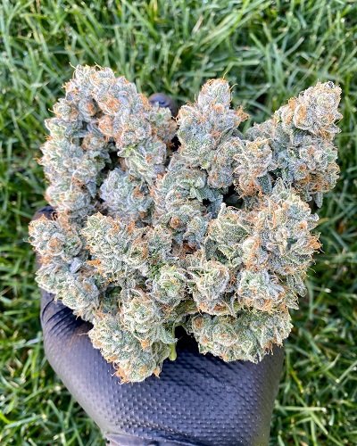 ghostbudstersfarm-20210123-0026