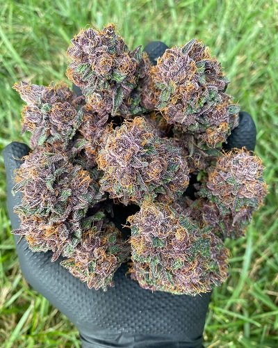 ghostbudstersfarm-20210123-0051