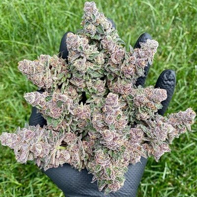 ghostbudstersfarm-20210123-0052