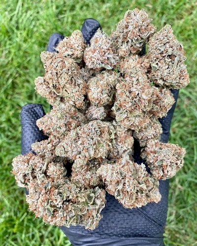 ghostbudstersfarm-20210123-0053