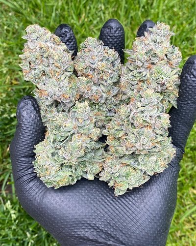 ghostbudstersfarm-20210123-0060