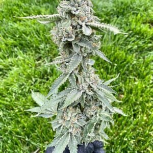 Maui Wowie
