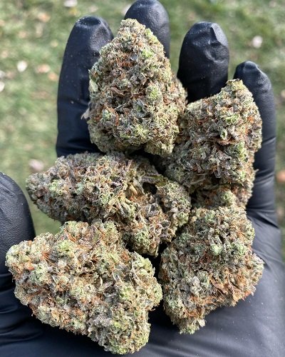 ghostbudstersfarm-20210123-0108