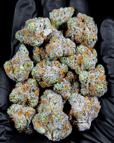 jack-herer-strain