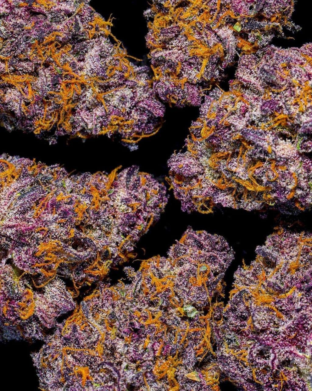 purple-kush