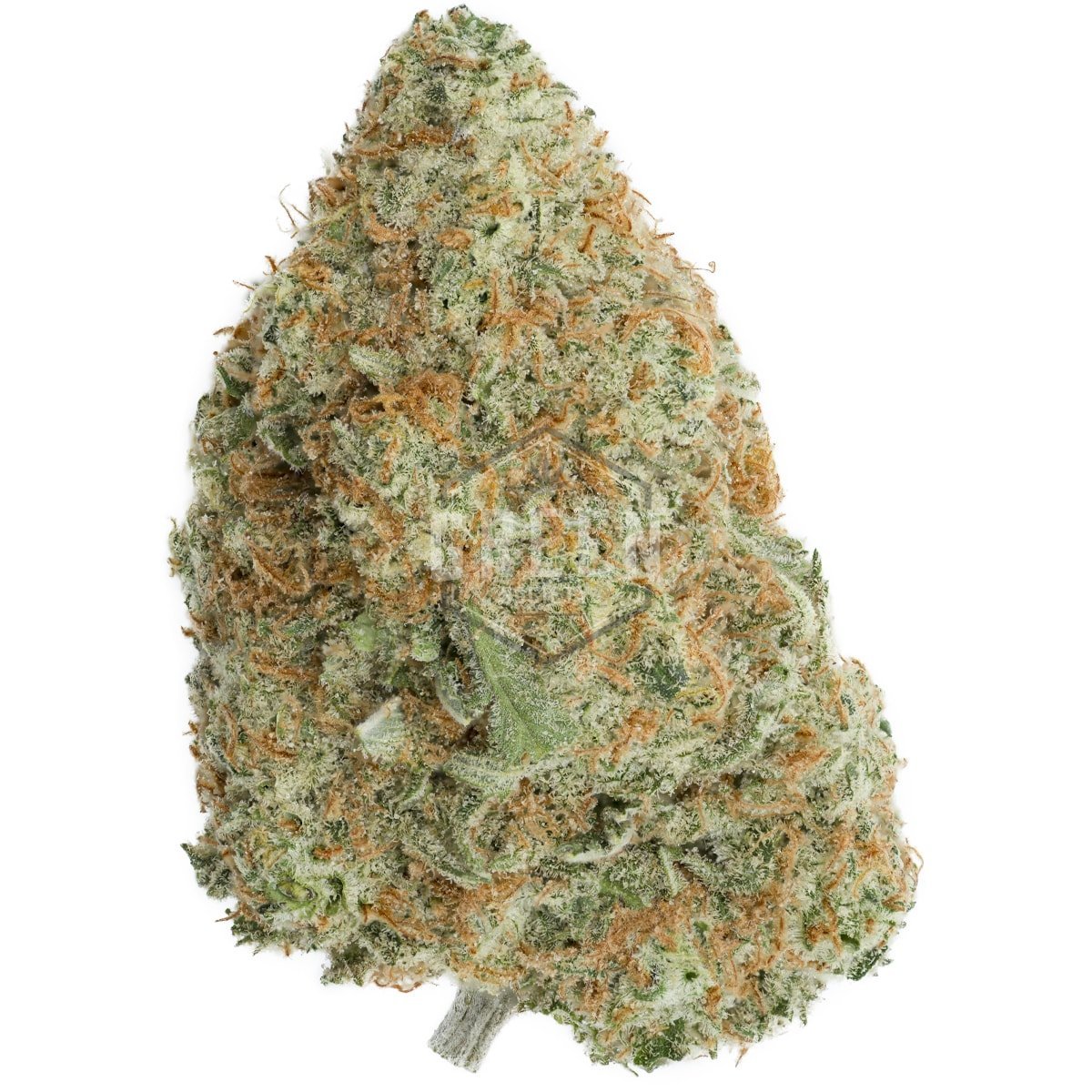 durban-poison
