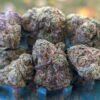 Apple Strain