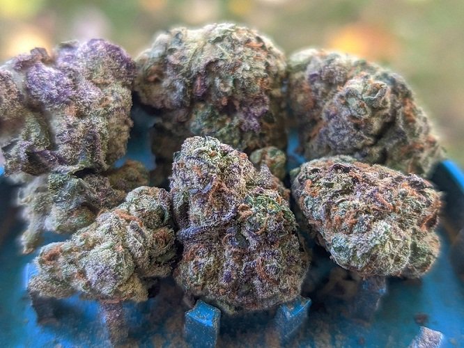 Apple Kush